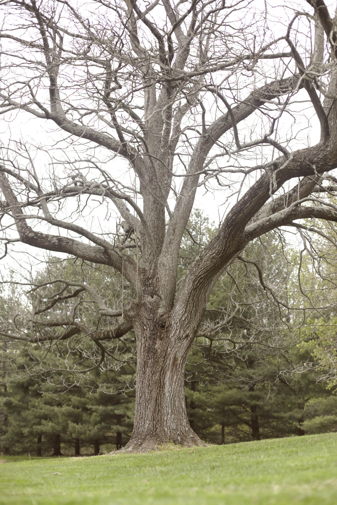 TreeBlessing2.jpg